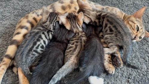 Bengaalse kittens x bicolor, Dieren en Toebehoren, Katten en Kittens | Raskatten | Korthaar, Geslacht onbekend, 0 tot 2 jaar