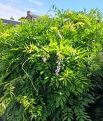 Tuinplant Wisteria, Tuin en Terras, Planten | Tuinplanten, Vaste plant, Halfschaduw, Zomer, Ophalen
