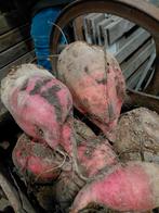 Voederbieten, Ophalen, Vee