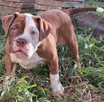 TK prachtige Old Englisch Bulldog pups, Bulldog, Meerdere, Meerdere dieren, Nederland