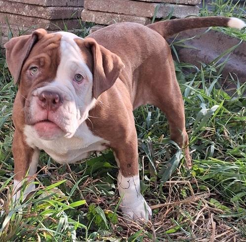 TK prachtige Old Englisch Bulldog pups, Dieren en Toebehoren, Honden | Bulldogs, Pinschers en Molossers, Meerdere dieren, Bulldog