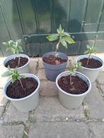 stekken gele vlinderstruik, buddleja, Ophalen of Verzenden, Vlinderstruik, Struik, 100 tot 250 cm