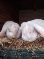 2 lieve franse hangoor broers, Dieren en Toebehoren, Konijnen, Mannelijk, Groot, Hangoor, 0 tot 2 jaar