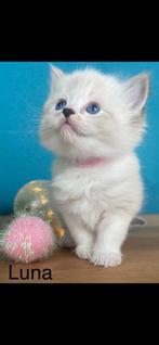 Mooie Ragdoll kittens, Meerdere dieren, Ontwormd, 0 tot 2 jaar