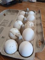 Leghorn broed eieren en kuikens, Geslacht onbekend, Kip