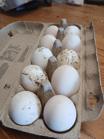 Leghorn broed eieren en kuikens beschikbaar voor biedingen