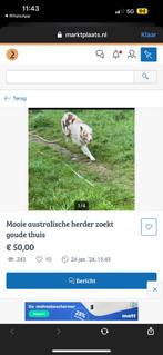 Gezocht! De nieuwe eigenaar van deze australian shepherd, Dieren en Toebehoren, Particulier, Teef, Herder, België