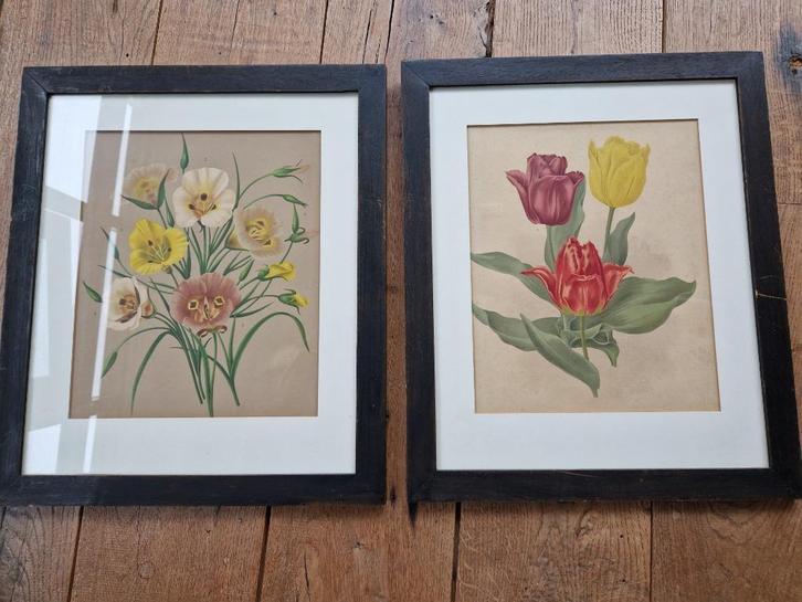 2 ingelijste botanische prenten., Huis en Inrichting, Woonaccessoires | Schilderijen, Tekeningen en Foto's, Zo goed als nieuw