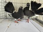 Jonge Zwart-Bonte Pauwstaarten, Dieren en Toebehoren, Meerdere dieren, Overige soorten