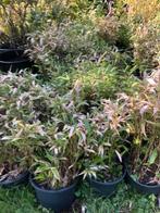 Bamboe met 2 kleuren blad , staat in de kuip dus zo meenemen, Ophalen, Bamboe, Struik, Minder dan 100 cm