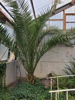 Phoenix canariensis palmboom, Tuin en Terras, Planten | Bomen, Ophalen, Volle zon, Palmboom