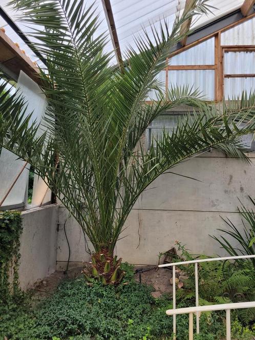 Phoenix canariensis palmboom, Tuin en Terras, Planten | Bomen, Palmboom, Volle zon, Ophalen