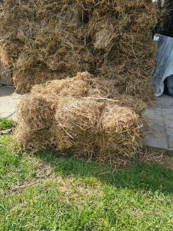 Hooibaaltjes a 4 kilo beschikbaar voor biedingen