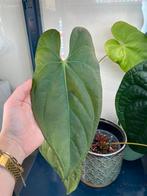 Anthurium Gigi x Crystallinum, Huis en Inrichting, Kamerplanten, Ophalen, Halfschaduw, Minder dan 100 cm