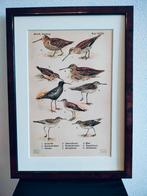 Litho Floericke Tureluur Fuut Scholekster Houtsnip 1922, Antiek en Kunst, Ophalen of Verzenden