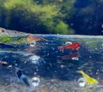 Garnalen en kreeften, Dieren en Toebehoren, Vissen | Aquariumvissen, Kreeft, Krab of Garnaal