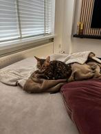 Prachtige Bengaal kitten – beide ouders met stamboom, Dieren en Toebehoren, Poes, Ingeënt, 0 tot 2 jaar