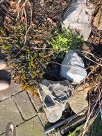 Verschillende keien / stenen gratis, Ophalen