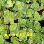 Sedum., Tuin en Terras, Planten | Tuinplanten, Zomer, Bodembedekkers, Ophalen of Verzenden