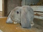 Franse Hangoor, Mannelijk, Groot, Hangoor, 0 tot 2 jaar