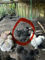 GRATIS laatste haantje zijdehoender zwart, Dieren en Toebehoren, Pluimvee, Mannelijk, Kip