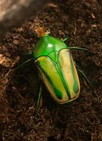 Eudicella hornimani larven, Dieren en Toebehoren, Insecten en Spinnen, Overige soorten