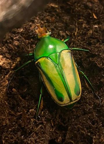 Eudicella hornimani larven beschikbaar voor biedingen