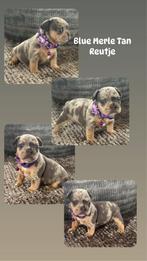 Prachtig nestje Franse Bulldog pups, Dieren en Toebehoren, Honden | Bulldogs, Pinschers en Molossers, België, Fokker | Hobbymatig