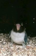 Prachtige brr agapornis personata euwing man, Dieren en Toebehoren, Vogels | Parkieten en Papegaaien, Mannelijk, Dwergpapegaai of Agapornis