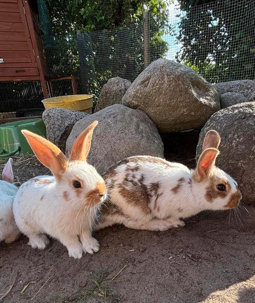 Konijntjes te koop, Dieren en Toebehoren, Konijnen, Meerdere dieren