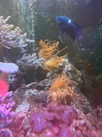 Zoutwater aquarium, Ophalen, Gevuld zeewateraquarium