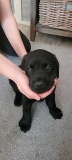 Zeer mooie Labrador pup reutje, Dieren en Toebehoren, Honden | Retrievers, Spaniëls en Waterhonden, Meerdere, 8 tot 15 weken, Labrador retriever