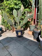 Grote Opuntia cactus uit Tunesië, Ophalen, Cactus, Volle zon