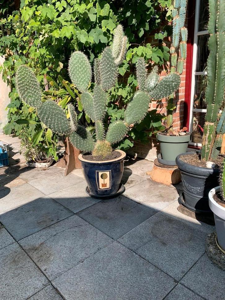 Grote Opuntia cactus uit Tunesië, Huis en Inrichting, Kamerplanten, Cactus, Volle zon, Ophalen