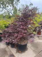 Acer diverse soorten, Ophalen, Bloeit niet, Halfschaduw, Overige soorten