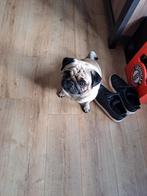 Oppas voor mijn mopshond???, Ophalen of Verzenden, Gebruikt