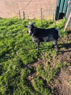 Mooie Blauwschimmel bok, Dieren en Toebehoren, Schapen, Geiten en Varkens, Mannelijk, Geit