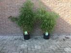 Fargesia Scabrida, niet woekerende bamboe!!!, Volle zon, Vaste plant, Bloeit niet, Ophalen
