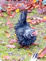 2 chabo hennen/japanse krielen krulveer., Dieren en Toebehoren, Vrouwelijk, Kip