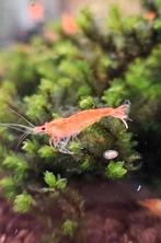 Neocaridina Koi Sunburst garnalen, Dieren en Toebehoren, Vissen | Aquariumvissen, Kreeft, Krab of Garnaal