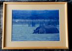 Nijlpaard (foto) ... in Barth wissellijst van 40x50 cm..., Ophalen of Verzenden