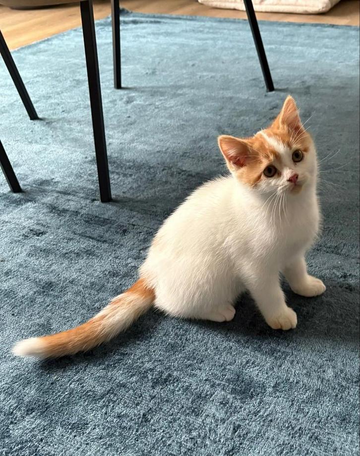 Brits korthaar kittens, Dieren en Toebehoren, Katten en Kittens | Overige Katten, Kortharig, Meerdere dieren, 0 tot 2 jaar