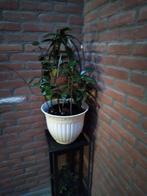 Ficus kamerplant in pot, Ophalen, Ficus, Halfschaduw, In pot