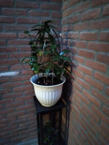 Ficus kamerplant in pot beschikbaar voor biedingen