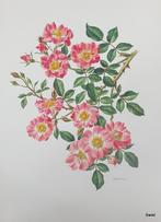 1652 - 1658 Rozenposter Poster prent met rozen AM TRECHSLIN, Antiek en Kunst, Ophalen of Verzenden