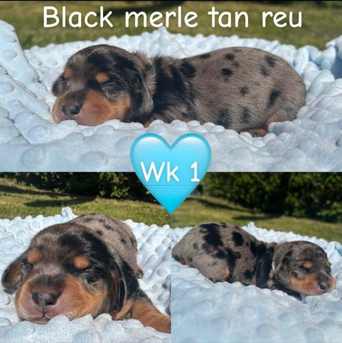 Zeer mooie isabella/tan choco/merle kaninche/dwergteckels, Dieren en Toebehoren, Honden | Teckels en Dashonden, Meerdere dieren