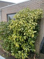 Japanse broodboom, gratis af te halen., Ophalen, Overige soorten, Struik