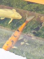 Koi Karpers 3 stuks groot, Karper of Koi