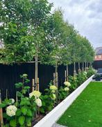 Vele soorten bomen eigen kwekerij, thuis geleverd + geplaats, Tuin en Terras, Planten | Bomen, Ophalen, Volle zon