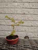 bonsai potentila, Ophalen, Zomer, Kruiden, Halfschaduw
